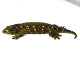 Adult Pair of Mt.Khogis Giant Geckos