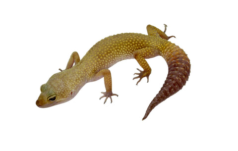Murphy Patternless Leopard Gecko
