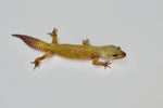 Murphy Patternless Leopard Gecko