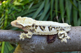 Harlequin Lilly White Crested Gecko