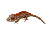 Red Striped Gargoyle Gecko