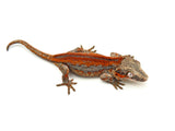 Red Striped Gargoyle Gecko