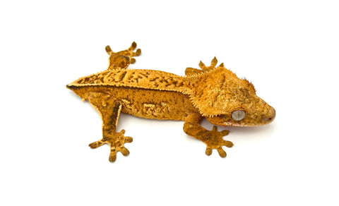BRIGHT Yellow Pinstripe Crested Gecko