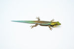 Neon Day Gecko