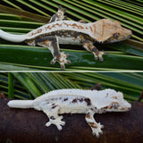 High Expression Lilly White Pinstripe Crested Gecko