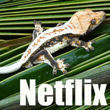 Crested Gecko Mystery Box