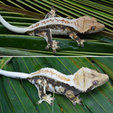 HOLDBACK QUALITY Tricolor Harlequin Crested Gecko (Netflix offspring)