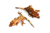 Baby High End Crested Gecko Special (Nipped Tail)
