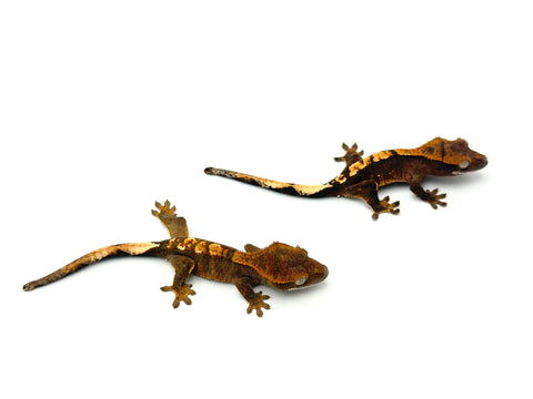 "Normal" Baby Crested Gecko Special