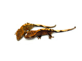 "Normal" Baby Crested Gecko Special