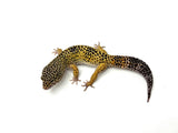 Normal Leopard Gecko