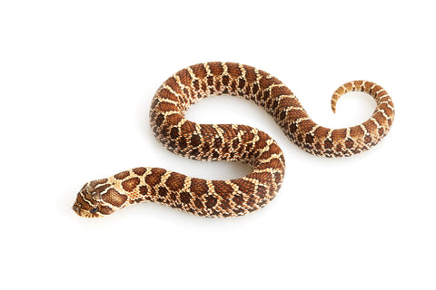 Western Hognose Snake