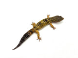 Normal Leopard Gecko