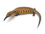 Swedish x Sunrise Northern Blue Tongue Skink