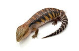 Swedish Northern Blue Tongue Skink