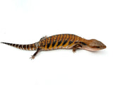 Red Line Northern Blue Tongue Skink