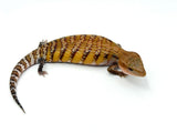 Swedish x Sunrise Northern Blue Tongue Skink