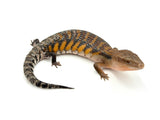 Red Line Northern Blue Tongue Skink (NICE)