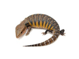 Swedish Northern Blue Tongue Skink