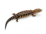 Swedish Northern Blue Tongue Skink