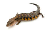 Red Line Northern Blue Tongue Skink (NICE)