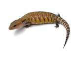 Swedish x Sunrise Northern Blue Tongue Skink