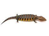 Swedish Northern Blue Tongue Skink