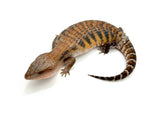 Red Line Northern Blue Tongue Skink
