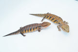 Swedish Northern Blue Tongue Skink Special