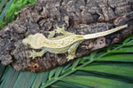 Dark and Cream Pinstripe Crested Gecko (FIRES DOWN GREEN)