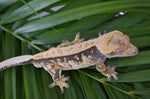 Dark and Cream Whitewall Harlequin Pinstripe Crested Gecko