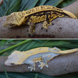 Tangerine Harley Pinstripe Crested Gecko (Onyx offspring)
