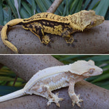 Crested geckos on a branch with a natural background