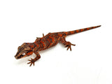 Red Super Blotched Gargoyle Gecko