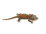 Orange Super Blotched Gargoyle Gecko
