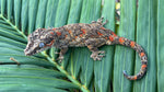 Orange Blotched Gargoyle Gecko