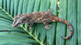 Orange Blotched Gargoyle Gecko