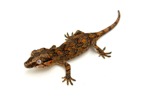 Banded Orange Blotched Gargoyle Gecko