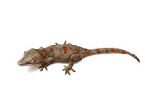 Banded Orange Blotched Gargoyle Gecko