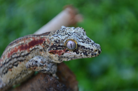 Orange Aberrant Striped Gargoyle Gecko