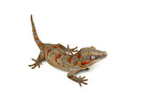 Banded Orange Blotched Gargoyle Gecko
