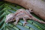 Orange Striped Gargoyle Gecko (White Boy offspring)