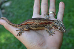 Orange Aberrant Striped Gargoyle Gecko