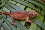 Orange Striped Gargoyle Gecko (White Boy offspring)