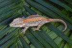 Orange Striped Gargoyle Gecko (White Boy offspring)