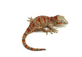 Orange Super Tiger Blotched Gargoyle Gecko