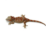Orange Super Tiger Blotched Gargoyle Gecko