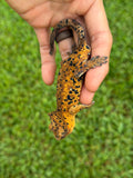 Orange Tiger Super Dalmatian Crested Gecko