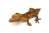 Orange Tiger Super Dalmatian Crested Gecko