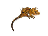 Orange Tiger Super Dalmatian Crested Gecko
